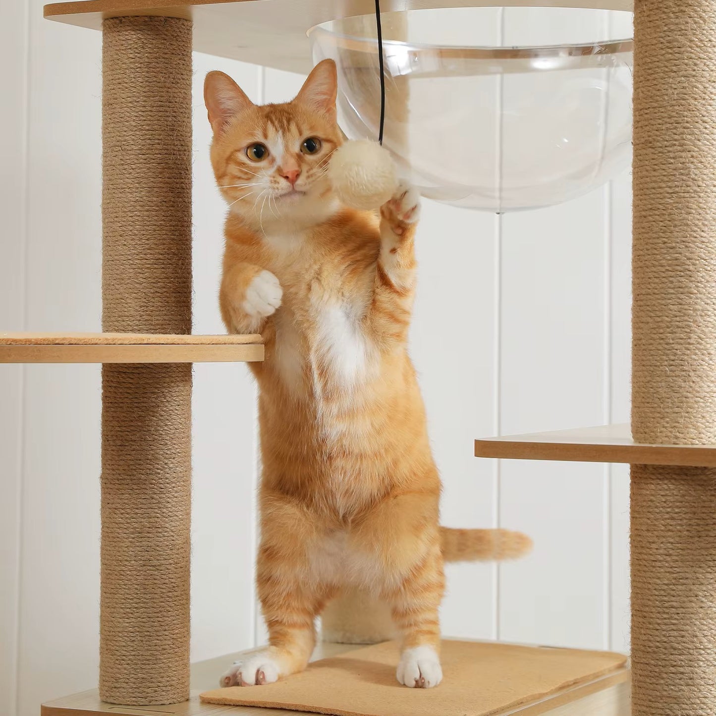 Arbre à Chat Multi-Niveaux – Hamac Acrylique & Niche Spacieuse
